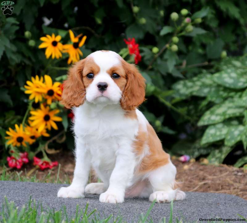 Samuel King - Dog Breeder - Greenfield Puppies