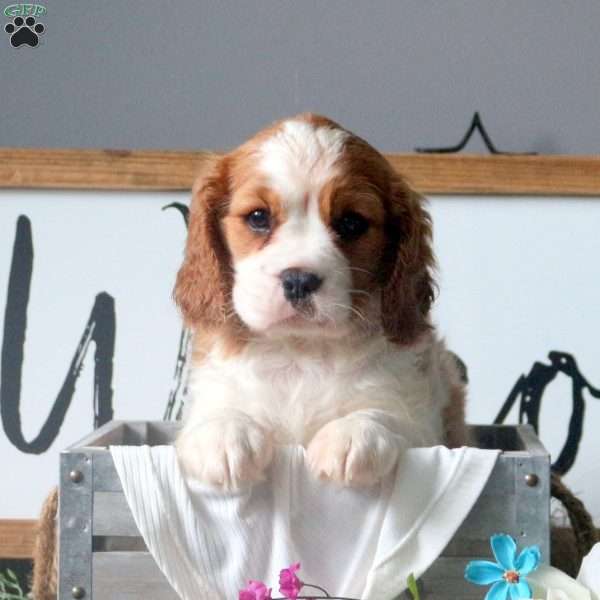 Kirby, Cavalier King Charles Mix Puppy