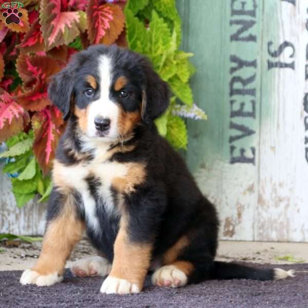 Kolby, Bernese Mountain Dog Puppy