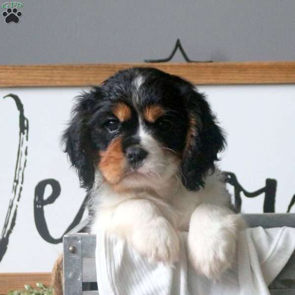 Korey, Cavalier King Charles Mix Puppy