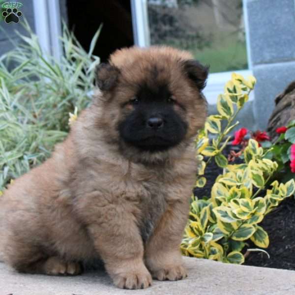 Kyle, Chow Chow Puppy