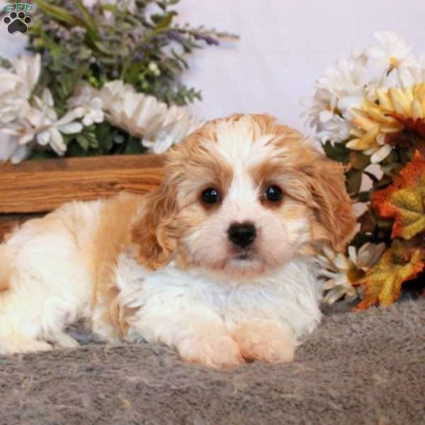 Laurel, Cavachon Puppy
