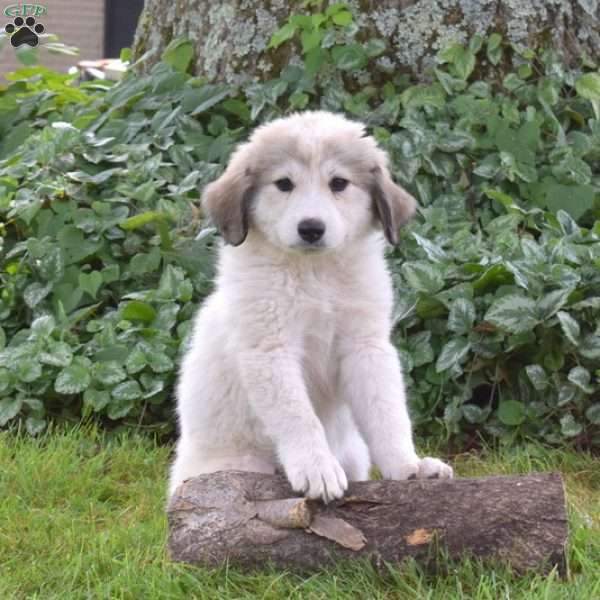 Leia, Great Pyrenees Puppy