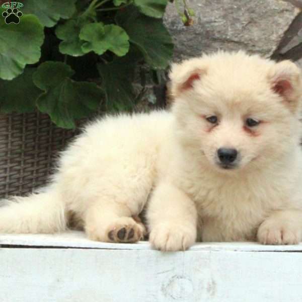 Lenny, Pomsky Puppy