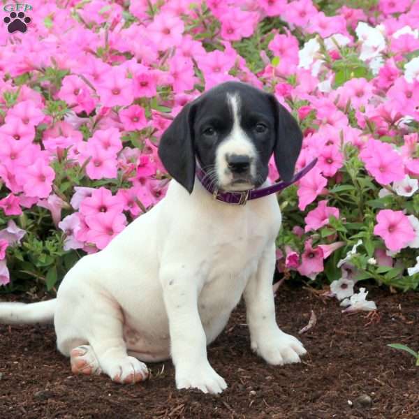 Lillian, German Shorthaired Pointer Mix Puppy