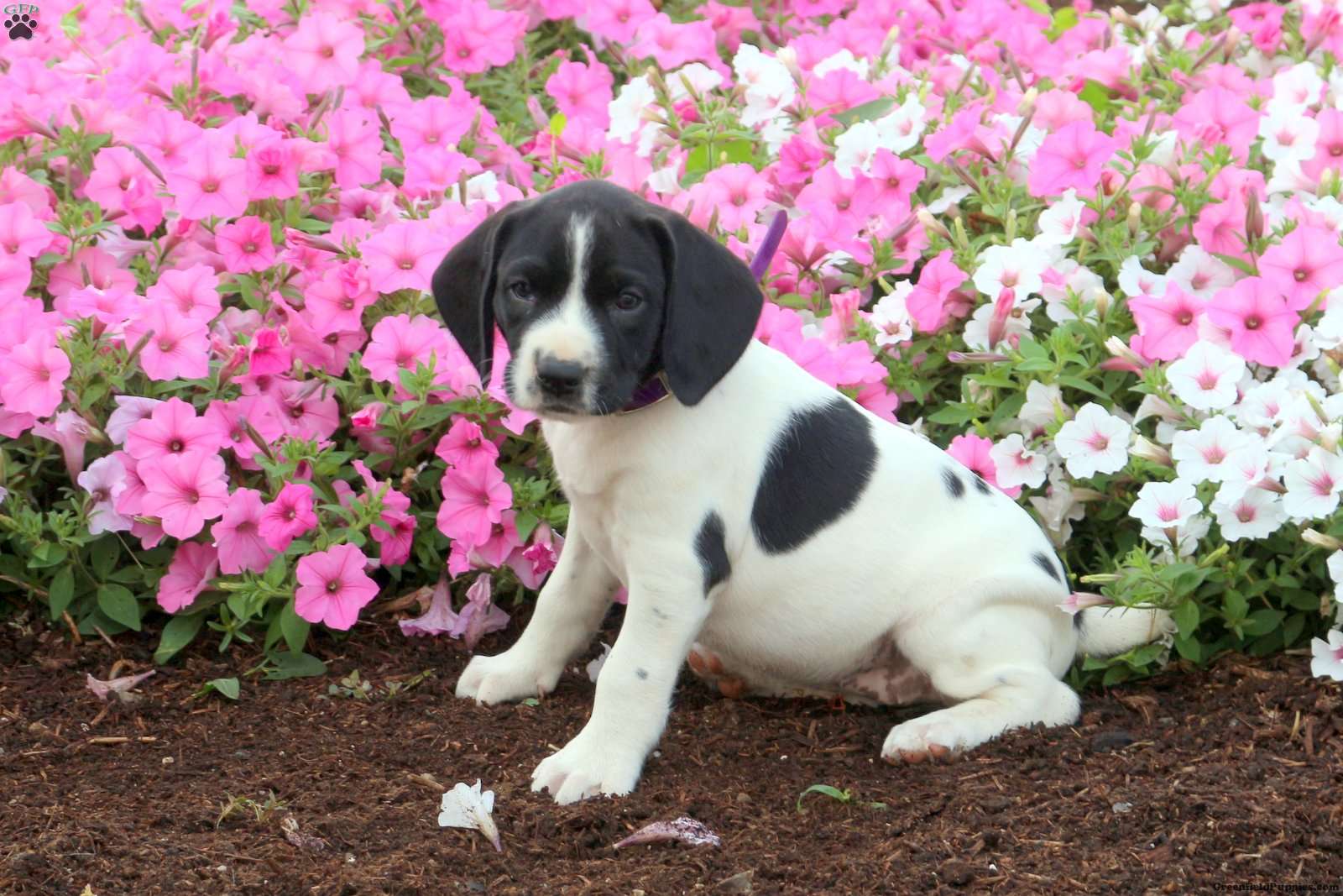 Lillian German Shorthaired Pointer Mix Puppy For Sale In Pennsylvania   Lillian F2 