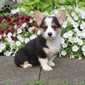 Pembroke Welsh Corgi Puppies For Sale - Greenfield Puppies