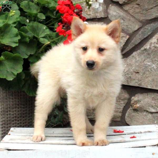 Luca, Pomsky Puppy