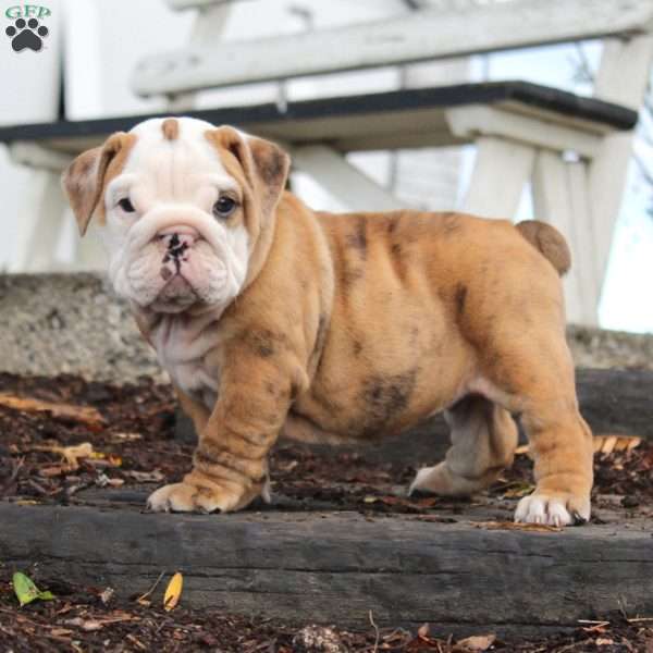 Macy - English Bulldog Mix Puppy For Sale in Pennsylvania