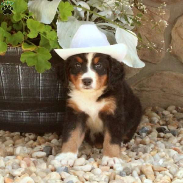 Marshall, Miniature Bernese Mountain Dog Puppy