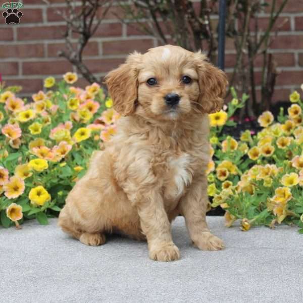 Matty, Miniature Golden Retriever Puppy