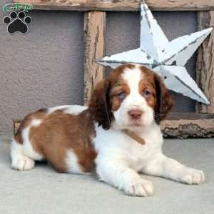 English Springer Spaniel Puppies for Sale | Greenfield Puppies