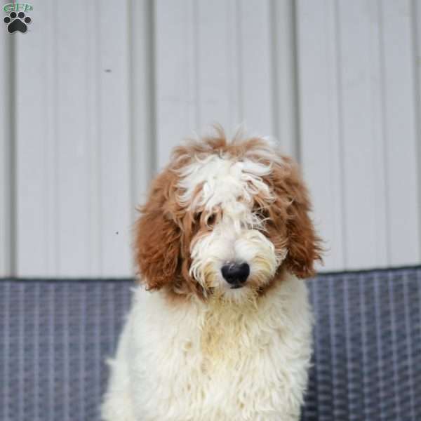 Max, Golden Mountain Doodle Puppy