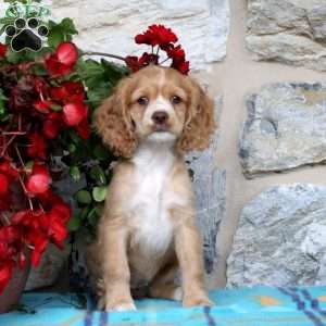 Cocker Spaniel Puppies For Sale | Greenfield Puppies