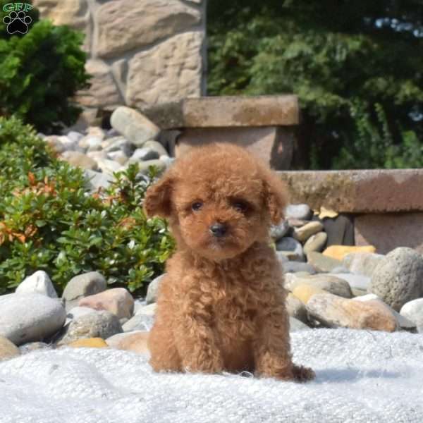 Milo Toy Poodle Puppy For In