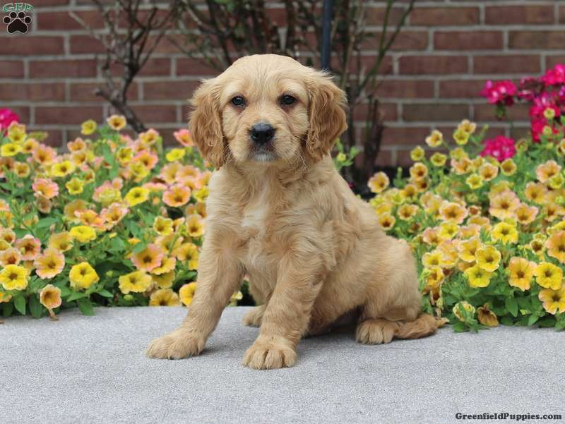 Moose Miniature Golden Retriever Puppy For Sale in Pennsylvania
