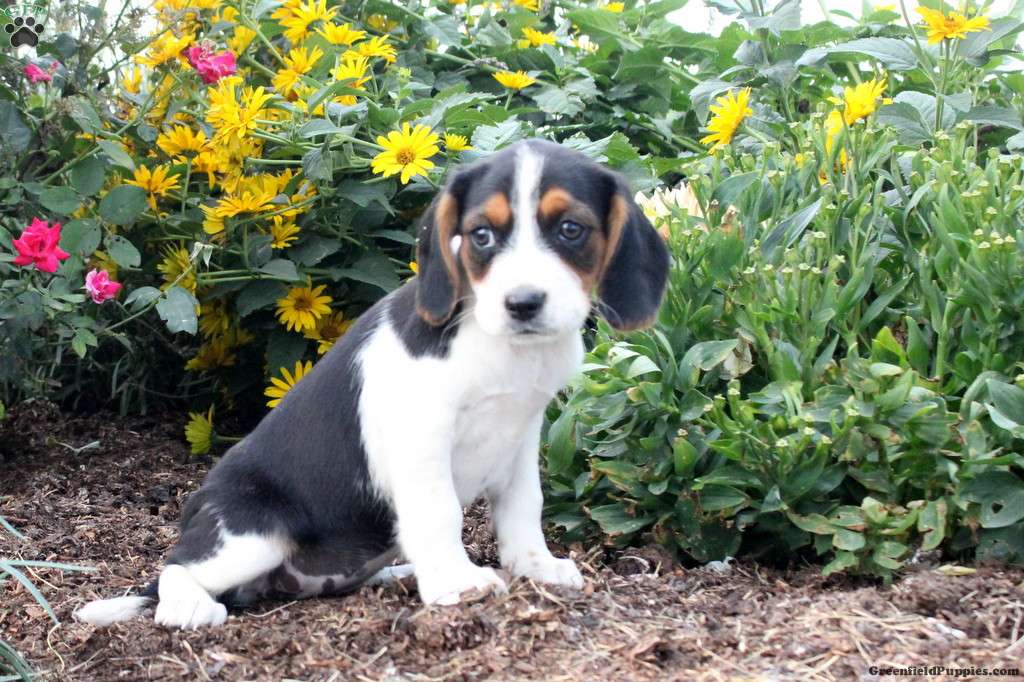 Nadine Beaglier Puppy For Sale in Pennsylvania