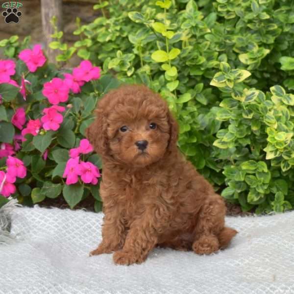 Nala, Mini Goldendoodle Puppy