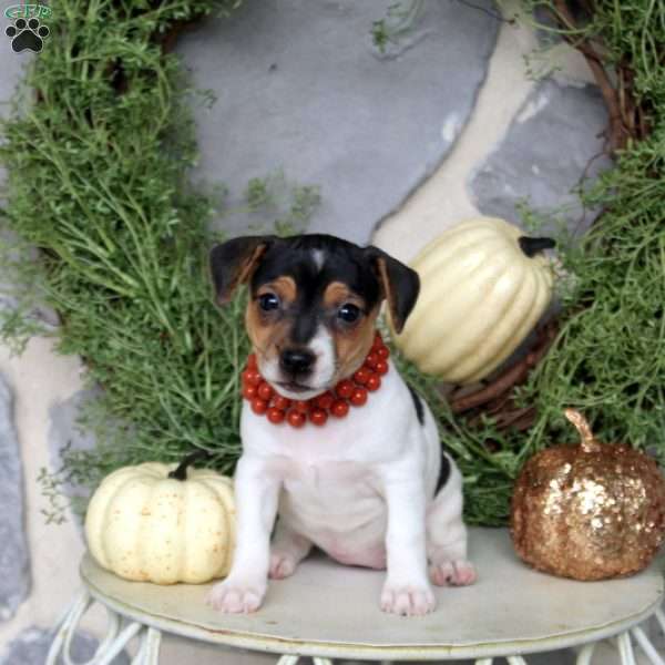 Natalie, Jack Russell Mix Puppy