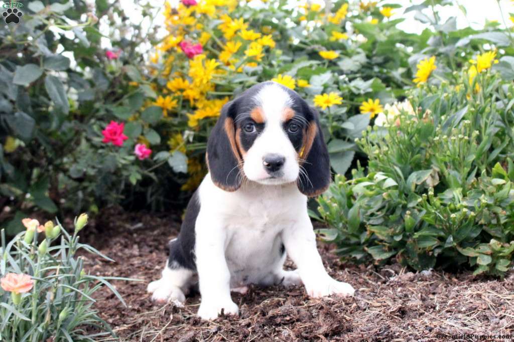 Neil Beaglier Puppy For Sale in Pennsylvania