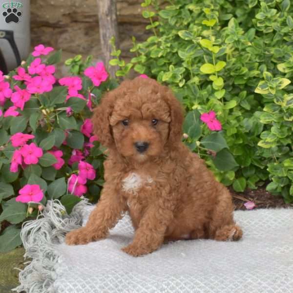 Nelly, Mini Goldendoodle Puppy