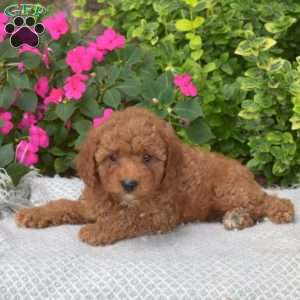 Nelly, Mini Goldendoodle Puppy