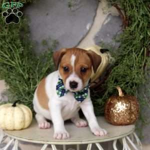 Nelson, Jack Russell Mix Puppy