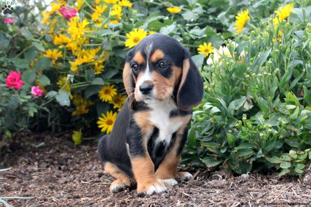 Nolan Beaglier Puppy For Sale in Pennsylvania