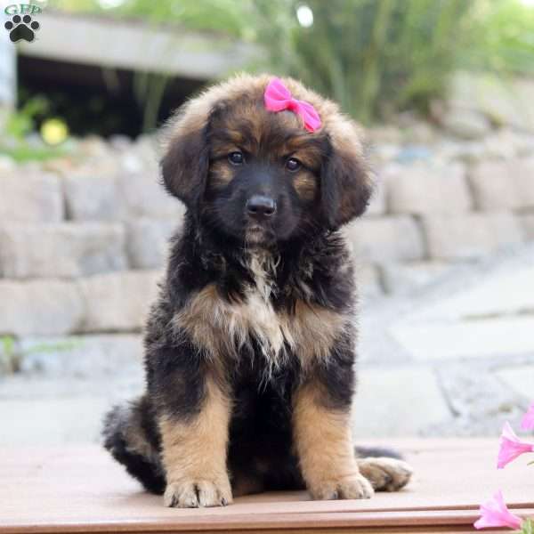 Octavia, Bernese Mountain Dog Mix Puppy