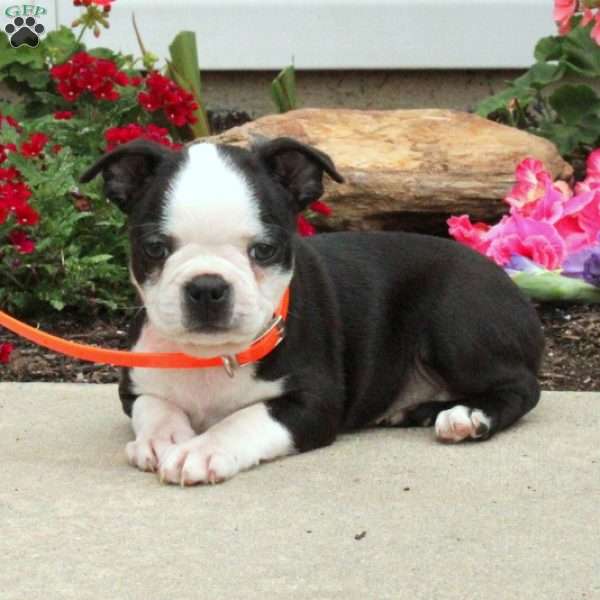 Olive Boston Terrier Puppy For Sale in Pennsylvania