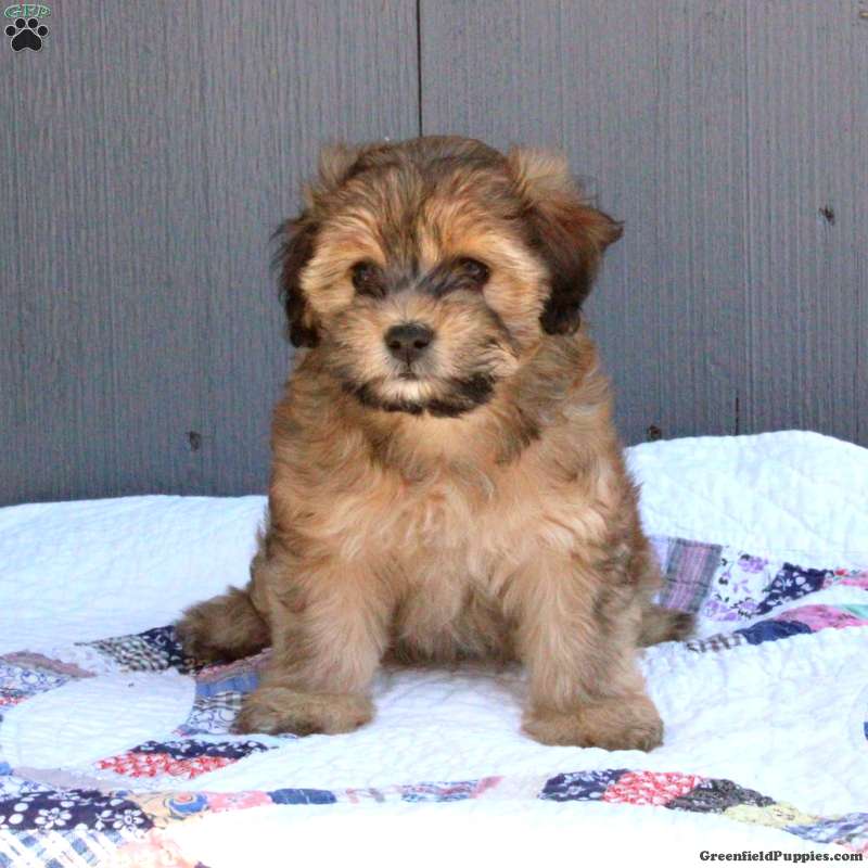 Olive Shih Tzu Mix Puppy For Sale in Pennsylvania