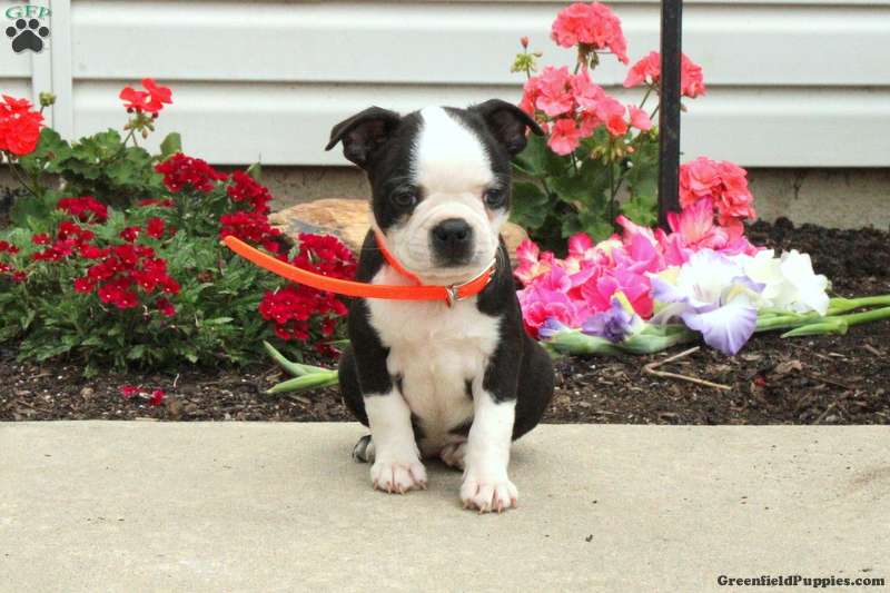 Olive Boston Terrier Puppy For Sale in Pennsylvania