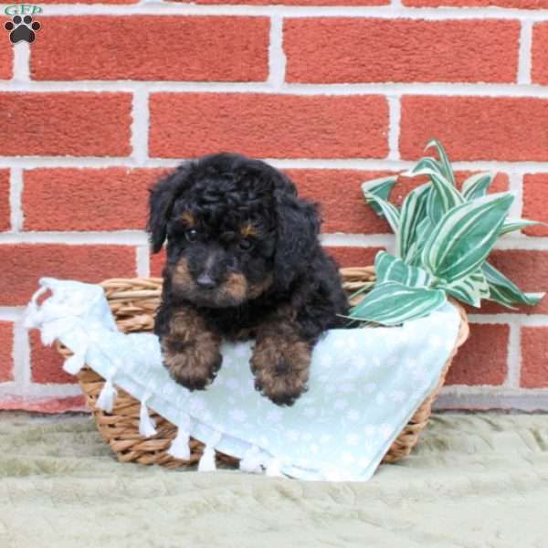 Orin, Toy Poodle Puppy
