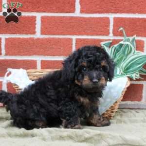 Orin, Toy Poodle Puppy