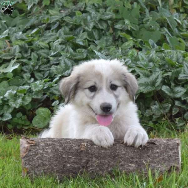 Padme, Great Pyrenees Puppy