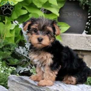 Yorkshire Terrier Puppies for Sale - Greenfield Puppies