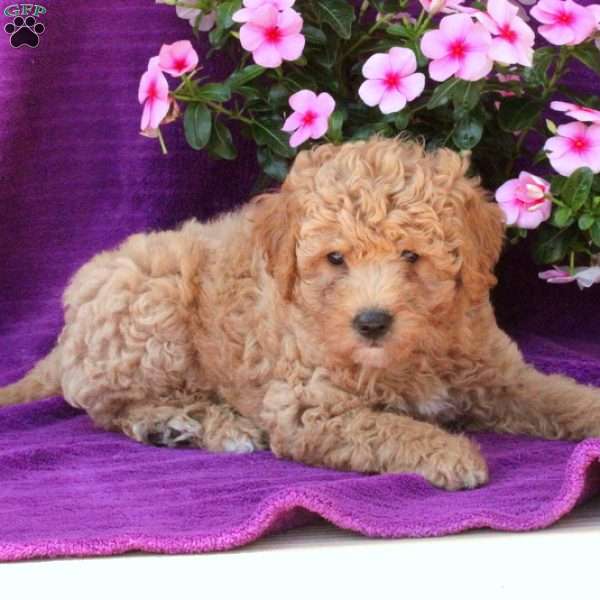 Pete Mini Labradoodle Puppy For Sale in Pennsylvania