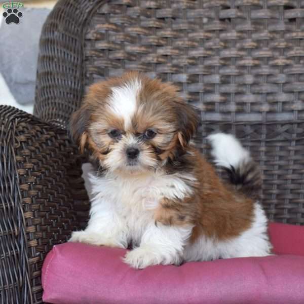 Pip, Shih Tzu Puppy