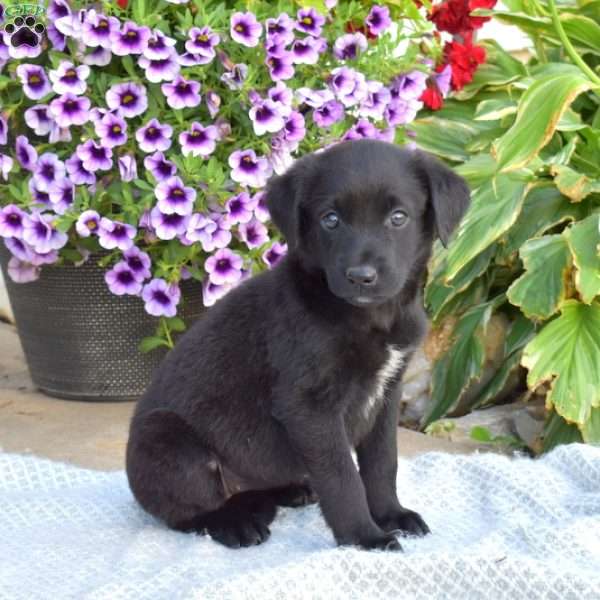 Piper, Labrador Mix Puppy