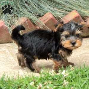 Yorkshire Terrier Puppies for Sale - Greenfield Puppies