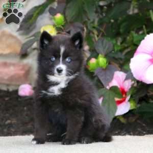 Poppy, Pomsky Puppy