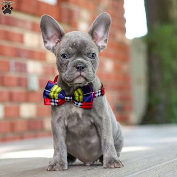 Prince, Frenchton Puppy