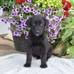 Labrador Mix Puppies For Sale | Greenfield Puppies