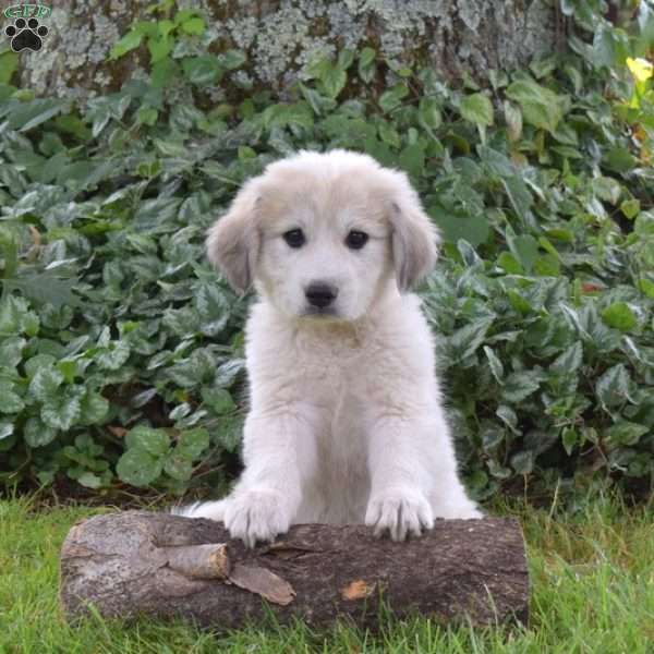 R2-D2, Great Pyrenees Puppy
