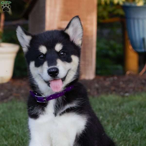 Ruby, Alaskan Malamute Puppy