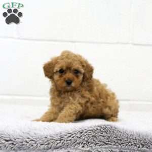 Rachel, Shorkie-Poo Puppy