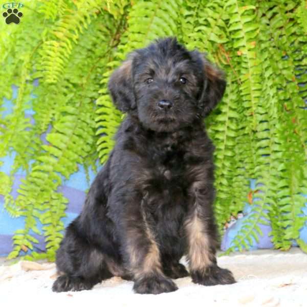 Rayna, Schnoodle Puppy
