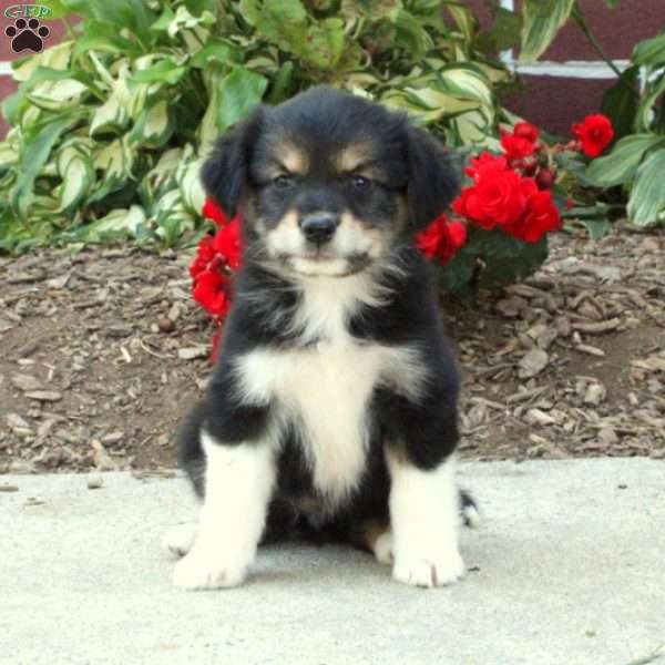 Regina, Australian Shepherd Puppy