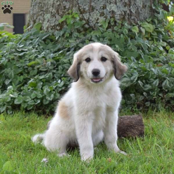Rey, Great Pyrenees Puppy