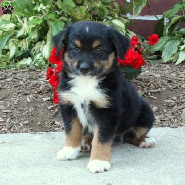 Ricky, Australian Shepherd Puppy
